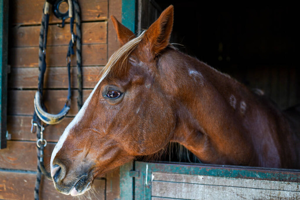 cabeça de cavalo com chama de atento manchado marrom e branco jovem pintura cavalo égua par para a frente - Foto, Imagem