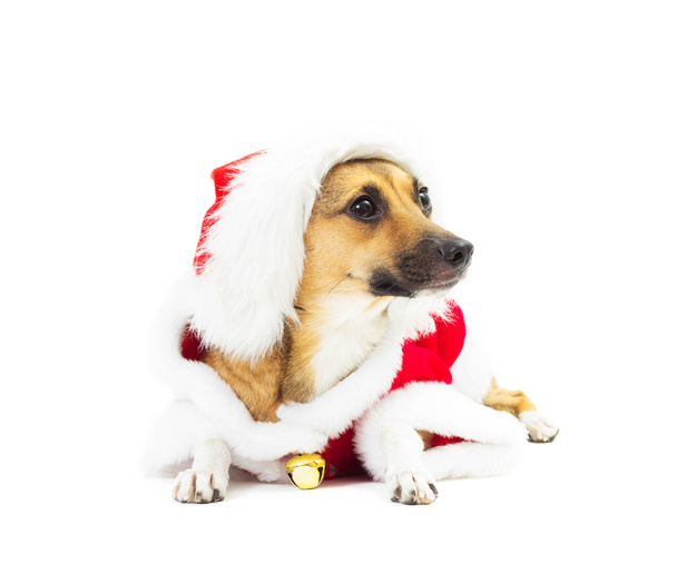 little red doggy in Santa costume lays on a white background iso - Foto, afbeelding