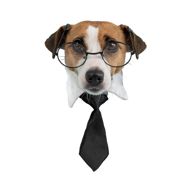 Muzzle of a Jack Russell Terrier dog with glasses and a tie on a white background. Isolate.  - Фото, изображение