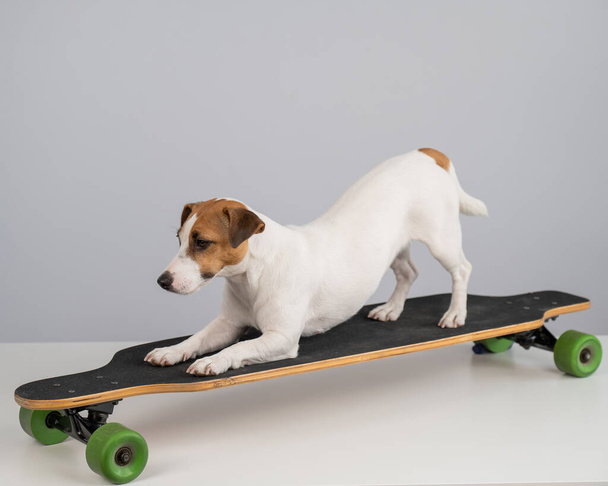 Perro gato russell terrier posando en un longboard delante de un fondo blanco.  - Foto, imagen