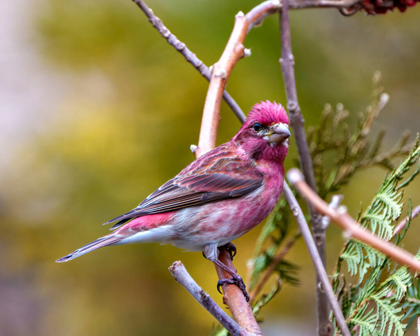 Finch male close-up profile view, perched on a branch displaying red colour plumage with a blur coniferous forest background in its environment and habitat surrounding. Purple Finch male Photo and Image. - Фото, изображение