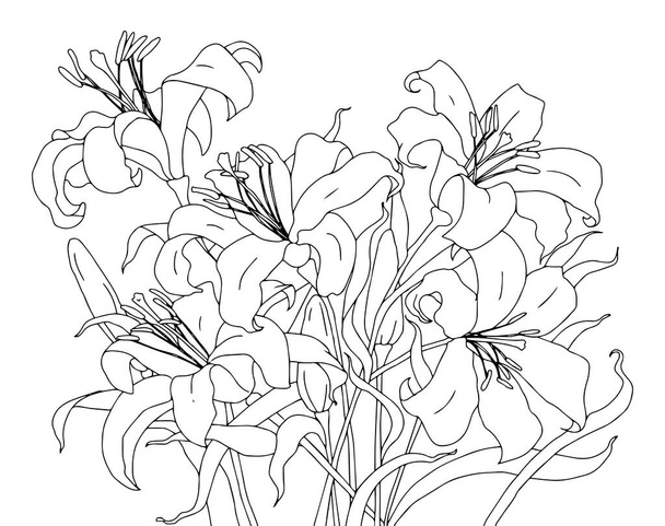Black and white outline vector coloring book page for adults and children. Flowers lilies Lilium with leaves - Vecteur, image