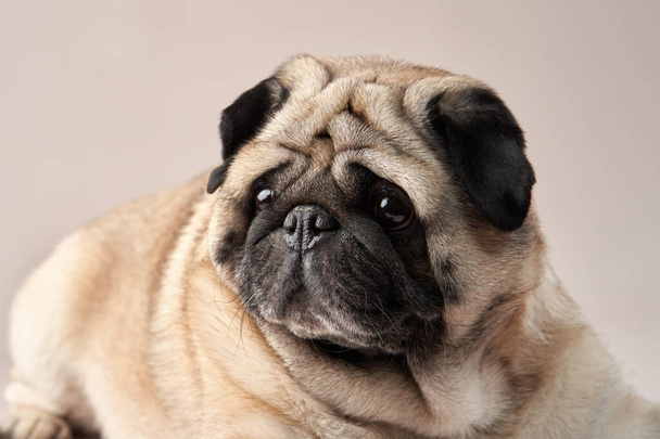 Happy dog. pug on a beige background in the studio. - Photo, Image