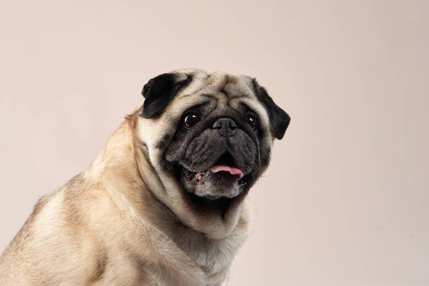 Happy dog. pug on a beige background in the studio. - Foto, afbeelding
