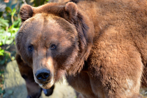 Portret van de voorkant van een Grizzly beer (Ursus arctos horribilis) met een zeer expressieve blik - Foto, afbeelding