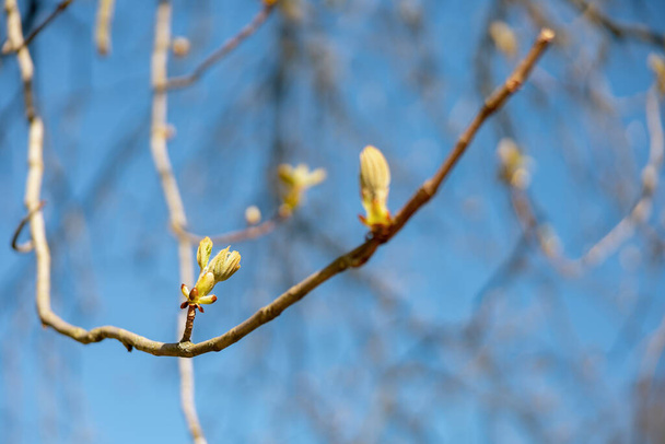 Buds spread on the tree. End of winter, plants are preparing to spread the leaves. Twigs in spring time on blue sky background. Early spring season. Close-up view. Beautiful nature. Sunny weather. - Photo, Image