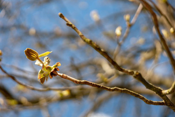 Buds spread on the tree. End of winter, plants are preparing to spread the leaves. Twigs in spring time on blue sky background. Early spring season. Close-up view. Beautiful nature. Sunny weather. - 写真・画像