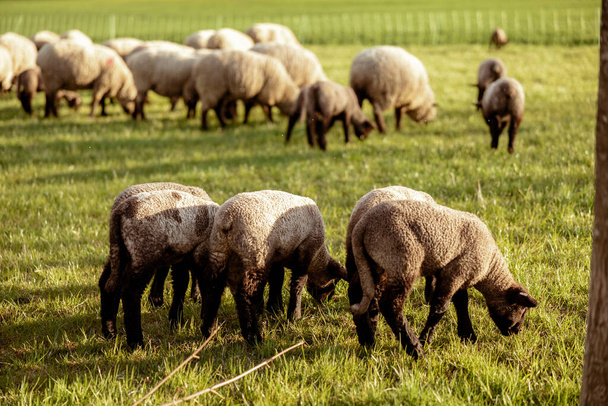 Flock of sheep on field. Sheep and lamb on the meadow eating grass in the herd. Farming outdoor. Beautiful landscape. Animals of farm. Sunny evening, amazing weather. - Valokuva, kuva