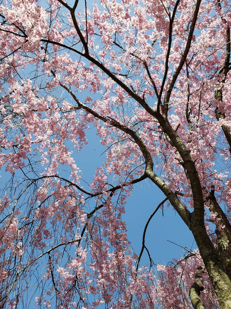 Weeping Cherry Tree blooming in Spring - Zdjęcie, obraz