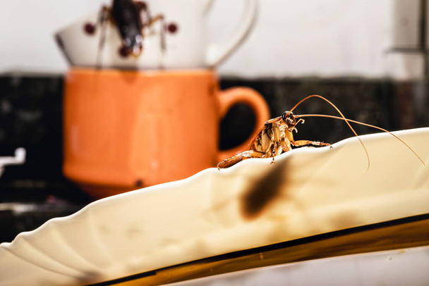 švábi jedí na špinavém talíři, ve špinavém a nehygienickém kuchyňském dřezu, špína uvnitř přitahuje hmyz - Fotografie, Obrázek