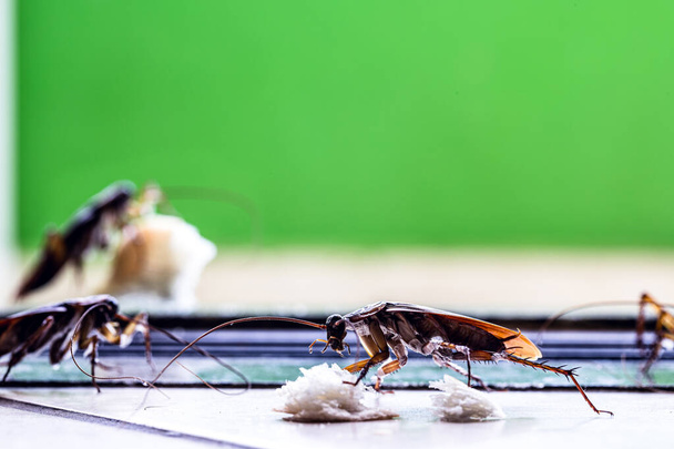 комахи їдять бруд на підлозі, таргани в приміщенні на підлозі, проблеми з комахами в приміщенні, шкідливі організми або зараження, копіювання простору
 - Фото, зображення