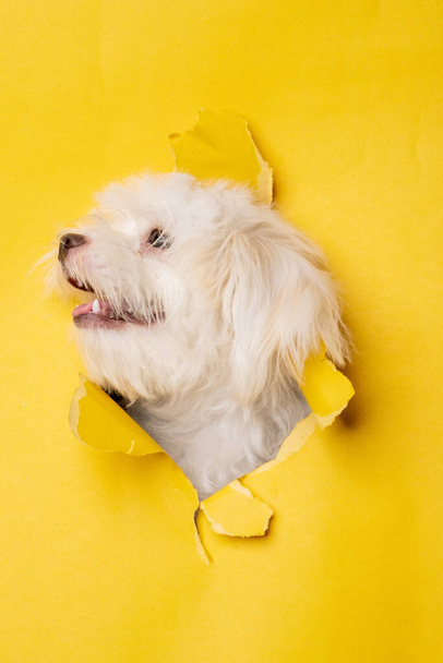 a female maltese white dog photoshoot studio pet photography with concept breaking yellow paper head through it with expression - 写真・画像