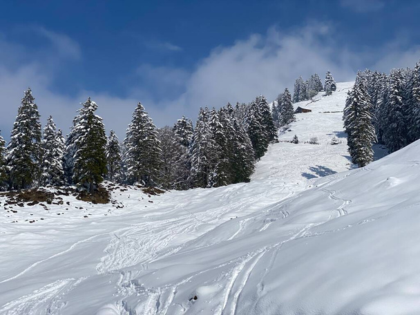 Picturesque canopies of alpine trees in a typical winter atmosphere after the spring snowfall over the Obertoggenburg alpine valley and in the Swiss Alps - Nesslau, Switzerland (Schweiz) - Foto, Bild