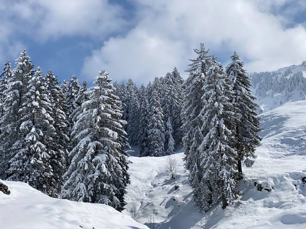 Picturesque canopies of alpine trees in a typical winter atmosphere after the spring snowfall over the Obertoggenburg alpine valley and in the Swiss Alps - Nesslau, Switzerland (Schweiz) - Fotó, kép
