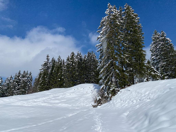 Picturesque canopies of alpine trees in a typical winter atmosphere after the spring snowfall over the Obertoggenburg alpine valley and in the Swiss Alps - Nesslau, Switzerland (Schweiz) - Foto, Bild