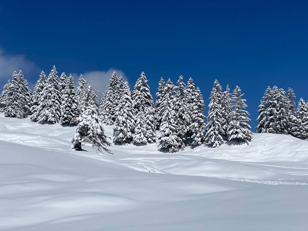 Malebné baldachýny alpských stromů v typické zimní atmosféře po jarním sněžení nad horským údolím Obertoggenburg a ve švýcarských Alpách - Nesslau, Švýcarsko (Schweiz) - Fotografie, Obrázek