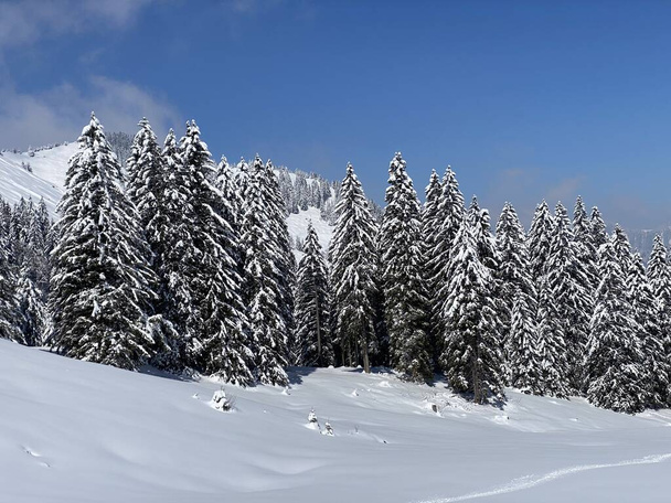 Picturesque canopies of alpine trees in a typical winter atmosphere after the spring snowfall over the Obertoggenburg alpine valley and in the Swiss Alps - Nesslau, Switzerland (Schweiz) - Foto, Imagen