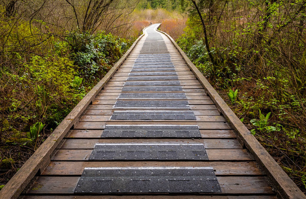 Ścieżka ekologiczna drewniany chodnik w lesie. Ścieżka ekologiczna. Drewniana ścieżka w parku narodowym w Kanadzie. Zdjęcie z podróży, wybiórcze skupienie, nikt - Zdjęcie, obraz
