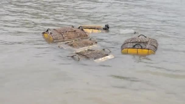 az élő rákok közeli felvételét szövött ketrecekben tartják a tengervízben.  - Felvétel, videó