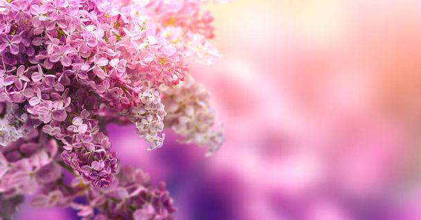 Beautiful blossoming lilac on blurred background, closeup - Foto, afbeelding