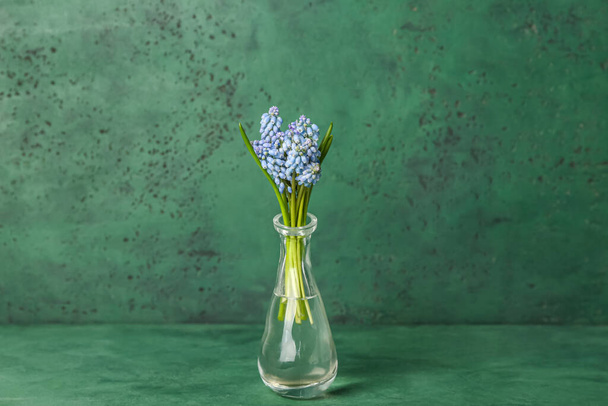 Wazon z pięknymi kwiatami Muscari na zielonym tle - Zdjęcie, obraz