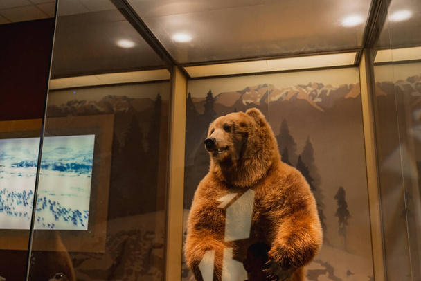 Έκθεση αρκούδας Grizzly στο Μουσείο Φυσικής Ιστορίας Smithsonian στην Ουάσιγκτον - Φωτογραφία, εικόνα