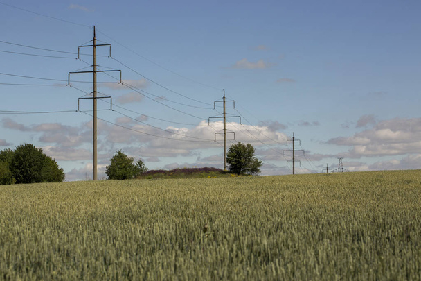 Rural landscape with a wheat field and a power line - Zdjęcie, obraz