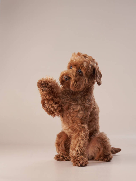 red maltipoo on a beige background. curly dog in photo studio - Photo, Image