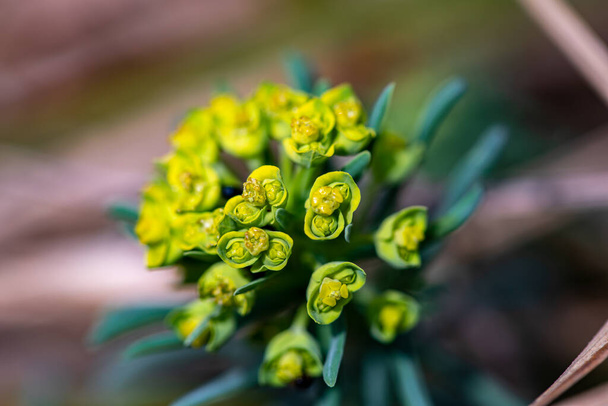 Euphorbia cyparissias bloem groeien in weide, close-up - Foto, afbeelding