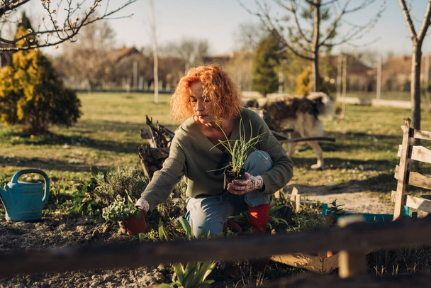 woman enjoying time gardening in her backyard garden - Photo, Image
