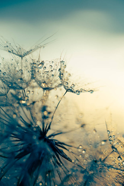 Macro nature. Beautiful dew drops on dandelion seed macro. Beautiful soft background. - Фото, изображение