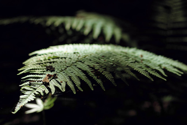 Feathery green fronds of fern illuminated with sunbeam in dark forest, selective focus. Natural floral background with fern leaf. - Fotó, kép