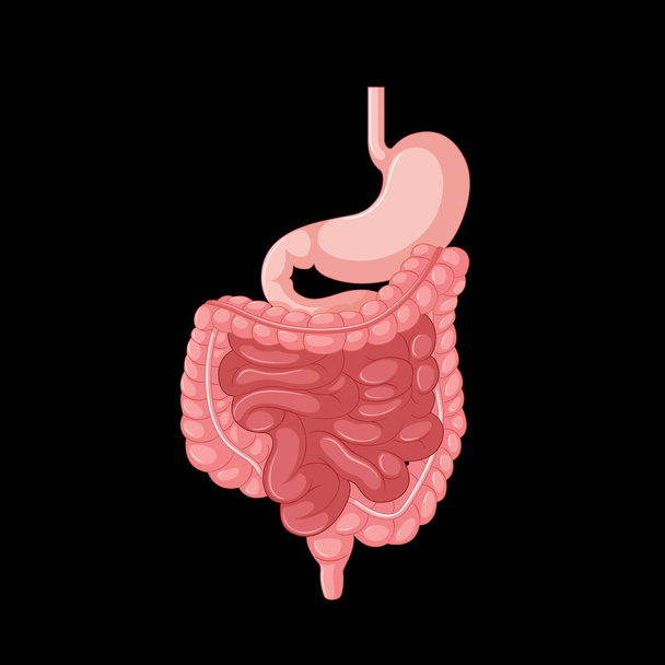 Órgão interno humano com ilustração intestinal - Vetor, Imagem