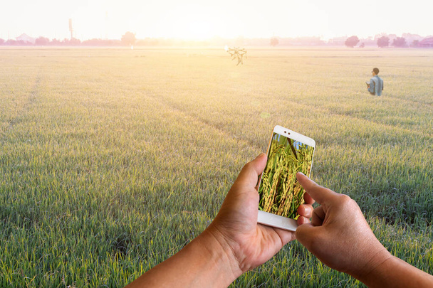 Ένα έξυπνο τηλέφωνο στο χέρι με μια γραφική θέα ενός τομέα στα χέρια με τη γεωργία κηφήνας γεωργία πετούν για να ψεκάσει λίπασμα στις ορυζώνες, Έξυπνη γεωργία Γεωργική τεχνολογία, Smart Farmer Concep - Φωτογραφία, εικόνα