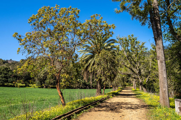 スペインのグラン・カナリア島テルア近くのフィンカ・デ・オソリオ植物公園に花と木 - 写真・画像