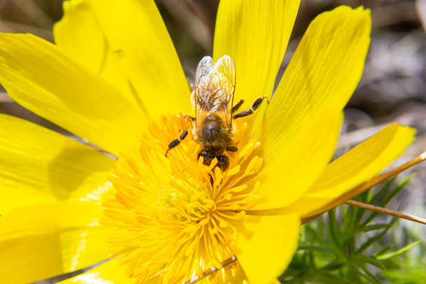 Honey bee on blooming adonis flower, Spring background, honey bee pollinating wild yellow flower. - Photo, Image