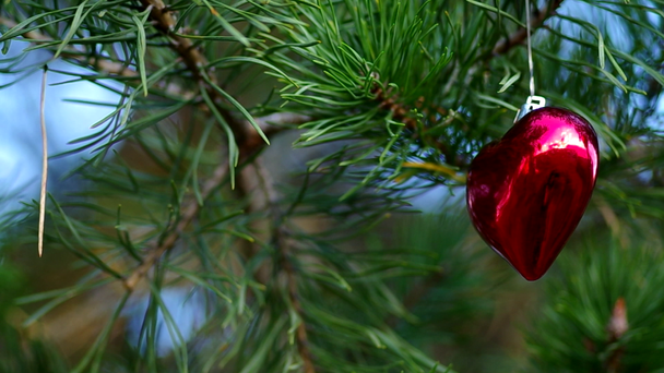 Decoración de Navidad sobre árboles de coníferas
 - Imágenes, Vídeo