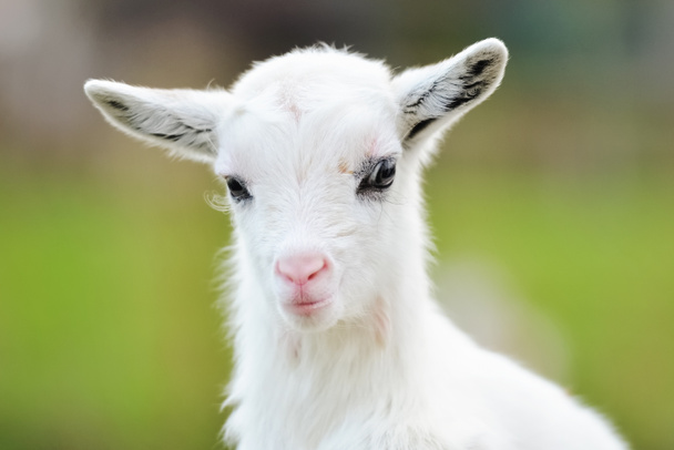 Close-up portrait of a small white goat - Foto, Imagen