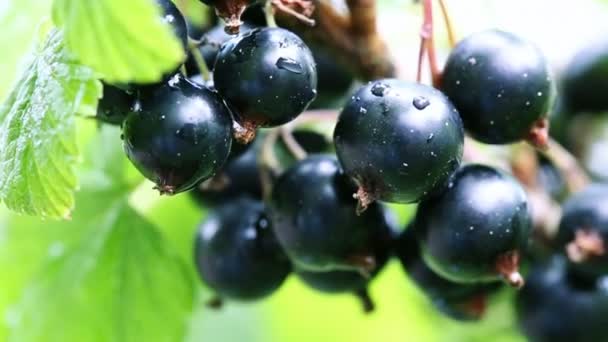 Black currant berries in dew drops on a bush in the summer garden. - Footage, Video