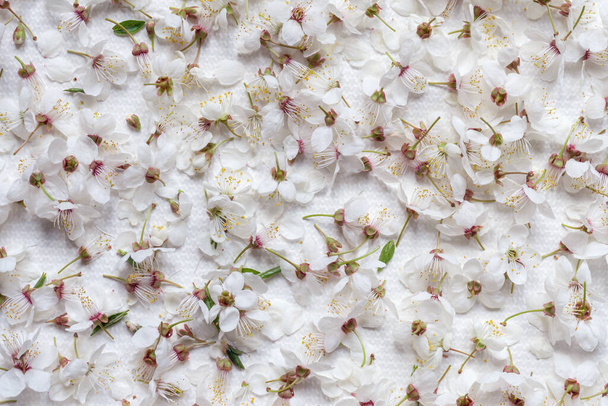 Background of delicate cute large sakura flowers - Foto, afbeelding