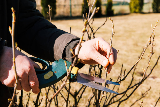 A gardener s hand holds a pruner secateurs and prunes a currant bush on a sunny spring day. Seasonal garden work. Spring pruning - Foto, Bild