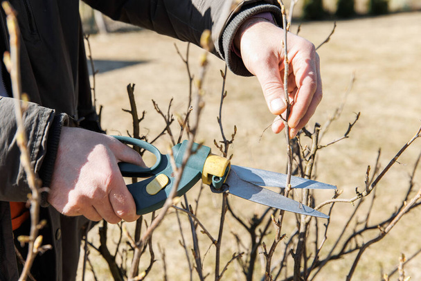 A gardener s hand holds a pruner secateurs and prunes a currant bush on a sunny spring day. Seasonal garden work. Spring pruning - Photo, Image