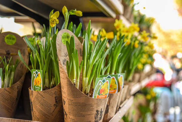Lisse, Netherlands, April 2022. Clogs and wooden tulips, souvenirs of Holland. - 写真・画像
