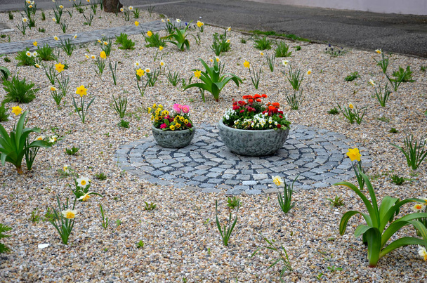 παρτέρια ένα δρόμο με λιθόστρωτα πεζοδρόμια πέτρινο μωσαϊκό. Οι βολβοί της άνοιξης ανθίζουν μπροστά από τα πολυετή φυτά σε ένα χαλίκι κρεβάτι. στρογγυλά δοχεία με ανθισμένες κίτρινες και κόκκινες γλάστρες - Φωτογραφία, εικόνα