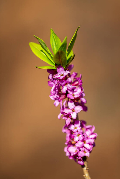 Virágai Daphne mezereum, ismert, mint a spurge babér vagy spurge olíva, egy elmosódott alapterületen. - Fotó, kép