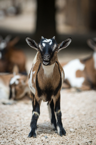Mladé baby koza postavení v boji pozici - Fotografie, Obrázek