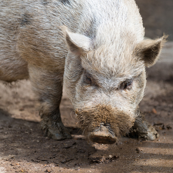Нос грязных серых африканских свиней, стоящих на земле
 - Фото, изображение