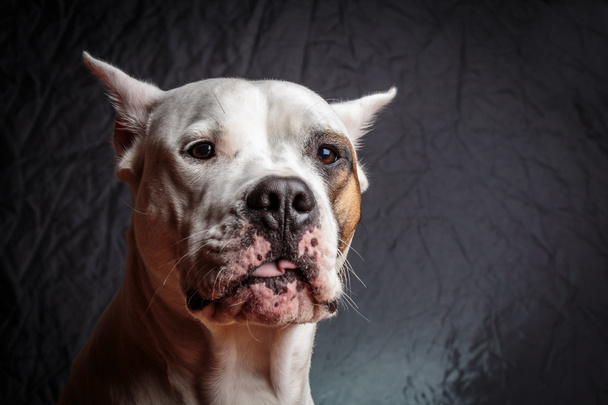 Garip bir ifade ile köpek - Fotoğraf, Görsel