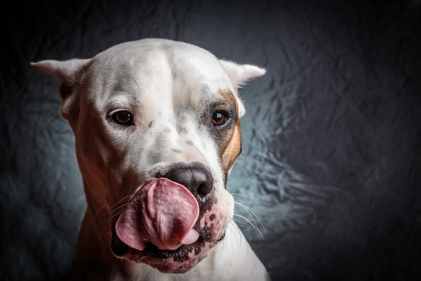 Hund zeigt Zunge - Foto, Bild
