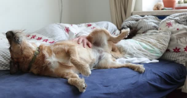 Lazy legs-up terrier dog extended relaxing on bad with boy. Teen boy play with dog staying in the bed. - Záběry, video